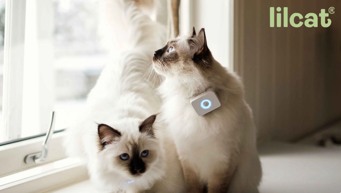 Lilcat 5G Adiavroxo GPS Tracker Cat Activity Monitor GPS Gatas Leuko.4