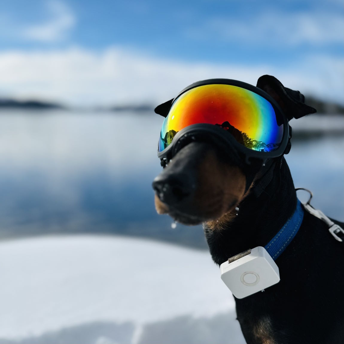 lildog  5G Αδιάβροχο GPS Tracker & Dog Activity Monitor Ηλεκτρικό Κολάρο GPS Σκύλου Λευκό χιονι